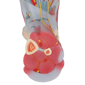 Model de schelet picior cu ligamente şi muşchi - 3B Smart Anatomy