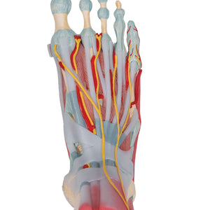 Model de schelet picior cu ligamente şi muşchi - 3B Smart Anatomy