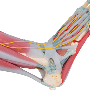 Model de schelet picior cu ligamente şi muşchi - 3B Smart Anatomy