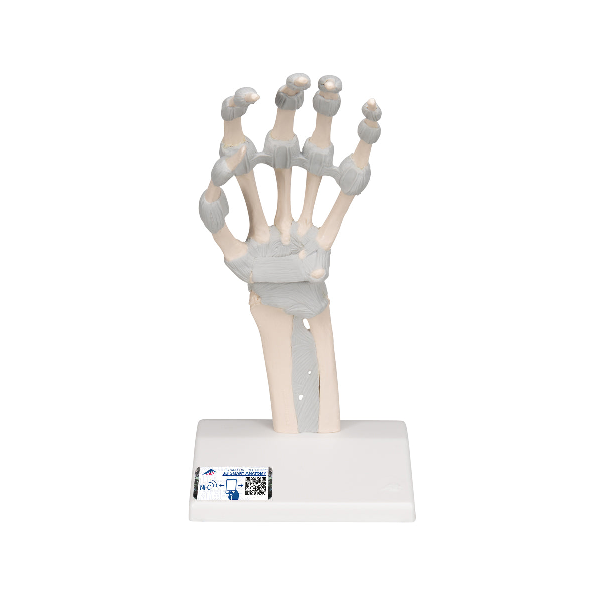 Model de schelet de mână cu ligamente elastice - 3B Smart Anatomy ...