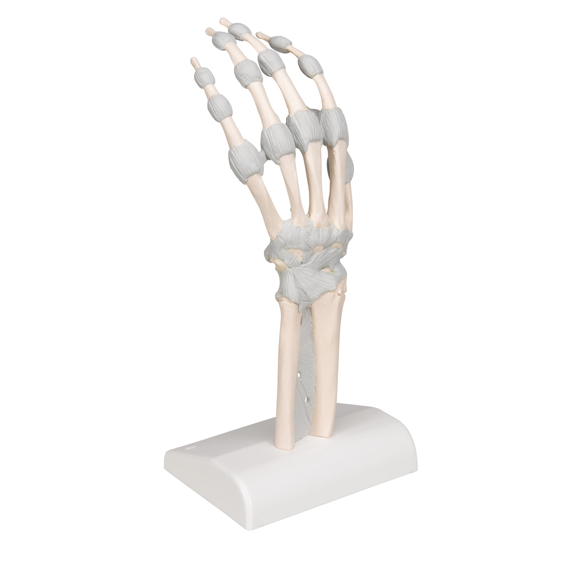 Model de schelet de mână cu ligamente elastice - 3B Smart Anatomy ...