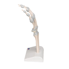 Load image into Gallery viewer, Model de schelet de mână cu ligamente elastice - 3B Smart Anatomy