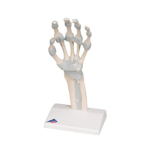 Load image into Gallery viewer, Model de schelet de mână cu ligamente elastice - 3B Smart Anatomy