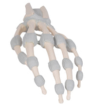 Load image into Gallery viewer, Model de schelet de mână cu ligamente elastice - 3B Smart Anatomy