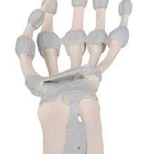 Load image into Gallery viewer, Model de schelet de mână cu ligamente elastice - 3B Smart Anatomy