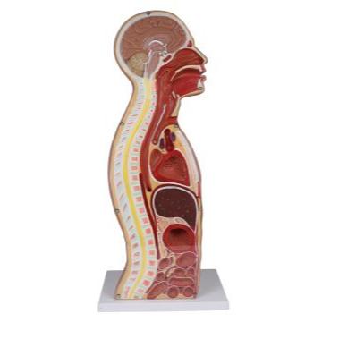 NG & Traheostomie Tors, mărime naturală