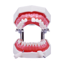 Load image into Gallery viewer, Rent-to-learn Model cu dinţi detaşabili cu şurub şi gingie fixă moale 8011