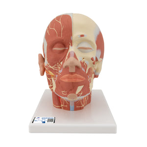 Model de musculatură a capului cu nervi - 3B Smart Anatomy