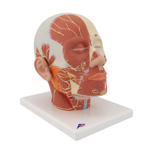 Model de musculatură a capului cu nervi - 3B Smart Anatomy