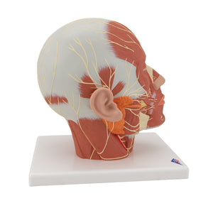 Model de musculatură a capului cu nervi - 3B Smart Anatomy