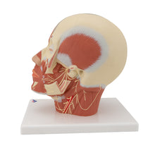 Load image into Gallery viewer, Model de musculatură a capului cu nervi - 3B Smart Anatomy