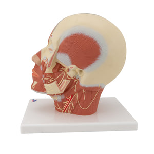 Model de musculatură a capului cu nervi - 3B Smart Anatomy