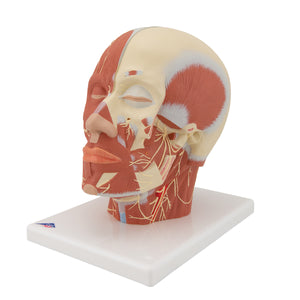 Model de musculatură a capului cu nervi - 3B Smart Anatomy