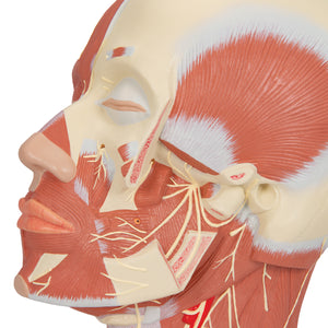 Model de musculatură a capului cu nervi - 3B Smart Anatomy