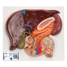 Load image into Gallery viewer, Model hepatic cu vezică biliară, pancreas şi duoden - 3B Smart Anatomy