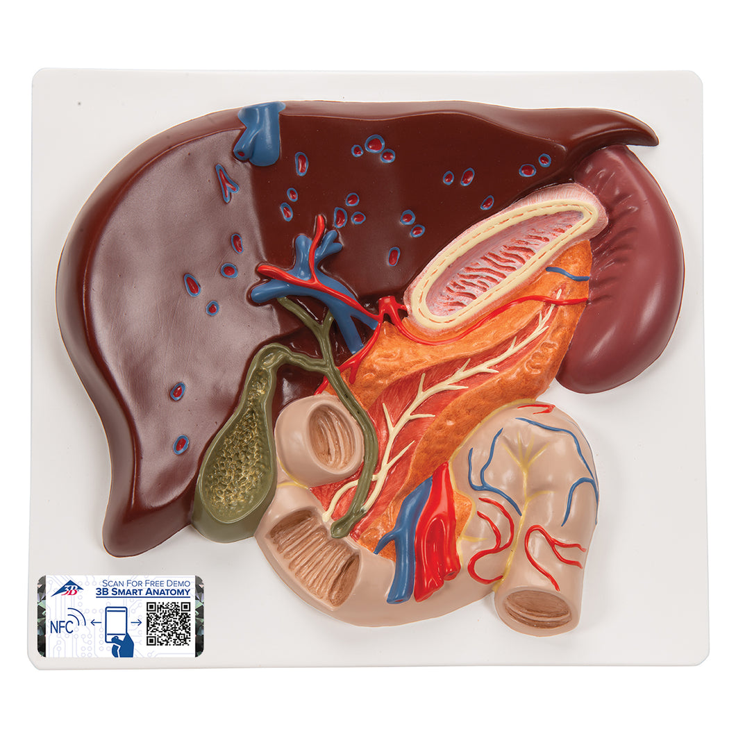 Model hepatic cu vezică biliară, pancreas şi duoden - 3B Smart Anatomy