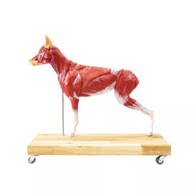 Load image into Gallery viewer, Model de caine (Ciobanesc german), 11 piese, marime 2/3 din dimensiunea reala