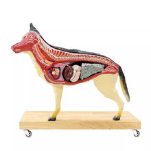 Load image into Gallery viewer, Model de caine (Ciobanesc german), 11 piese, marime 2/3 din dimensiunea reala