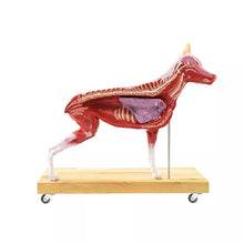 Load image into Gallery viewer, Model de caine (Ciobanesc german), 11 piese, marime 2/3 din dimensiunea reala