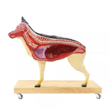 Load image into Gallery viewer, Model de caine (Ciobanesc german), 11 piese, marime 2/3 din dimensiunea reala