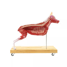 Load image into Gallery viewer, Model de caine (Ciobanesc german), 11 piese, marime 2/3 din dimensiunea reala