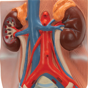 Model de sistem urinar masculin, mărime naturală 3/4 - 3B Smart Anatomy