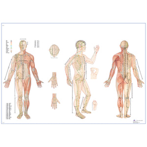 Poster "Acupunctura corporala" - 3B Scientific