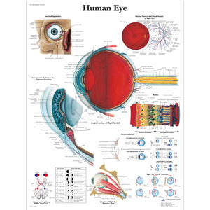 Poster 3B Scientific "Diagrama ochiului uman"