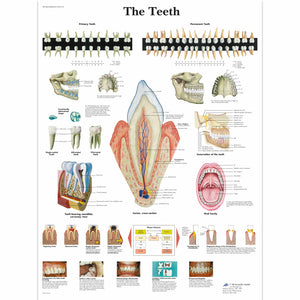 Poster "Graficul dinţilor" 3B Scientific