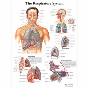 Poster "Schema sistemului respirator" 3bScientific