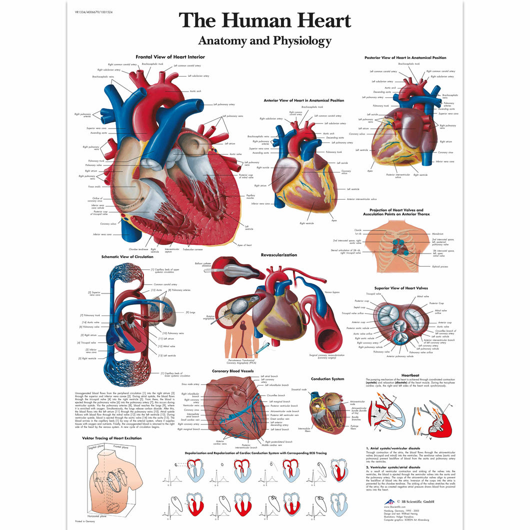 Poster ”Diagrama inimii umane - Anatomie și fiziologie” 3B Scientific