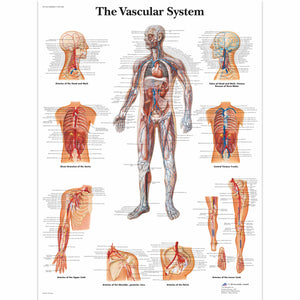 Poster ”Diagrama sistemului vascular” 3B Scientific