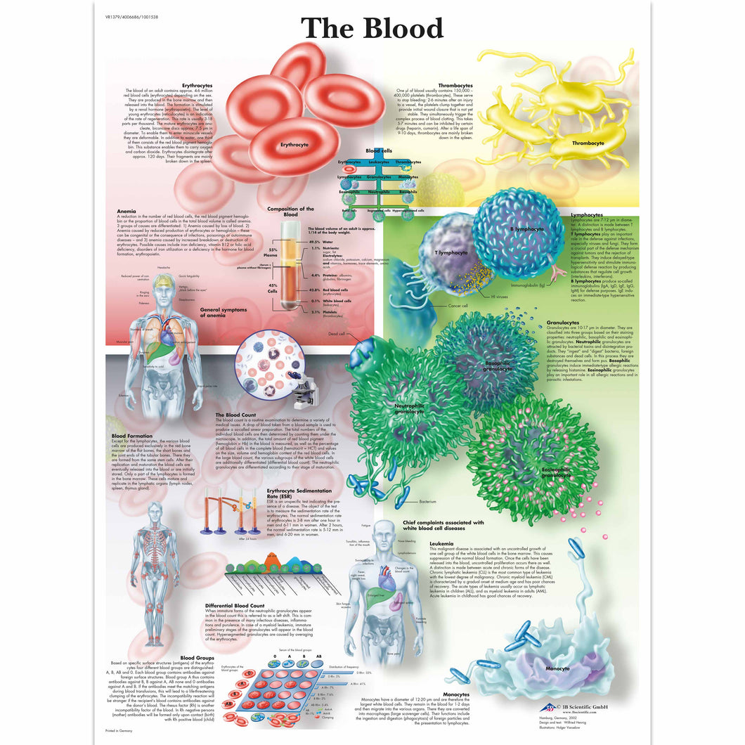 Poster ” Sângele” 3B Scientific