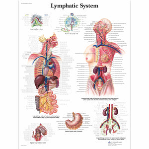 Poster ”Diagrama sistemului limfatic” 3B Scientific