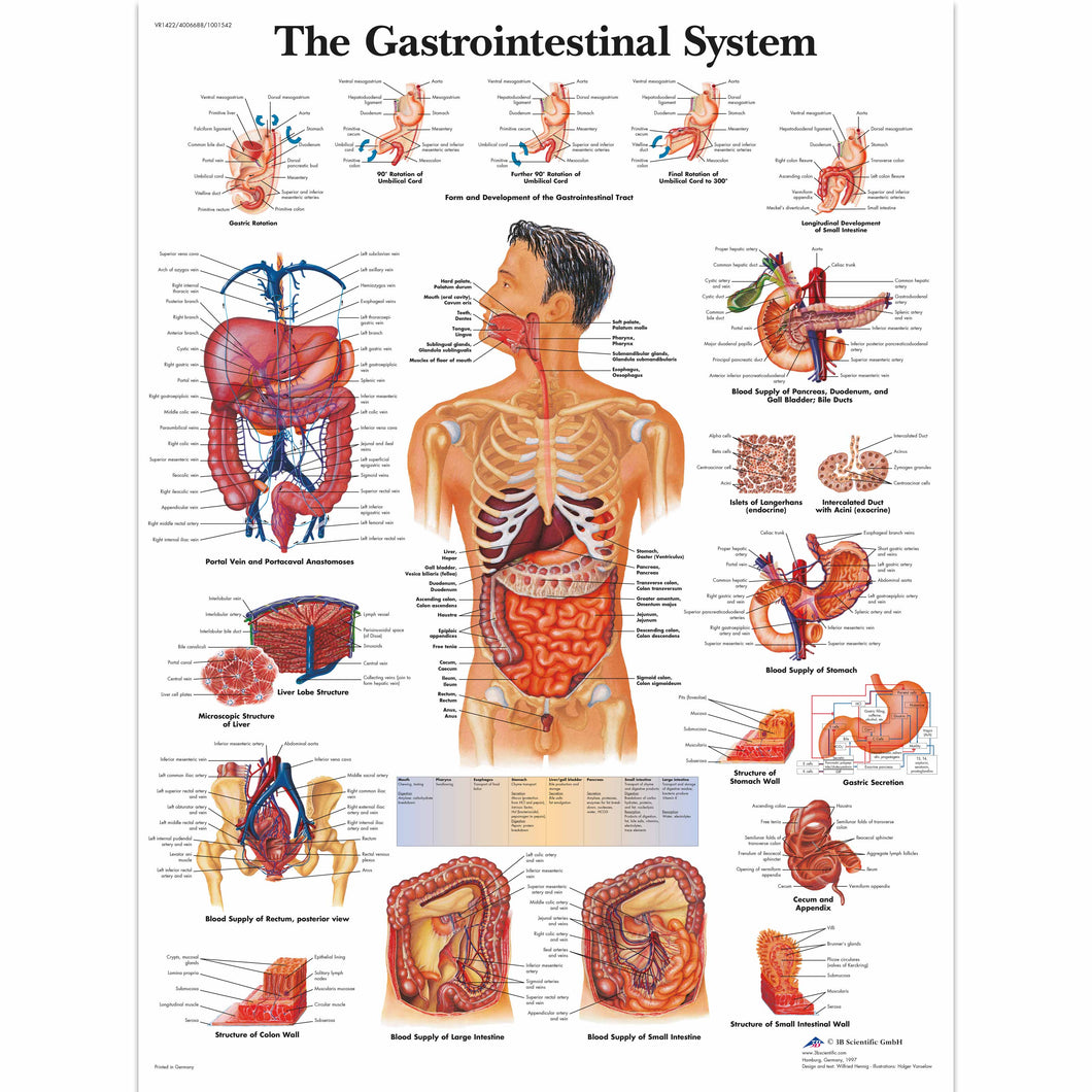 Poster ”Diagrama sistemului gastrointestinal” 3B Scientific