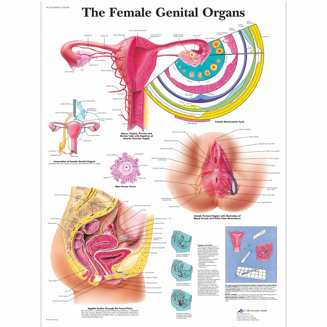 Poster ”Diagrama organelor genitale feminine” 3B Scientific