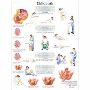 Poster ”Naşterea” 3B Scientific