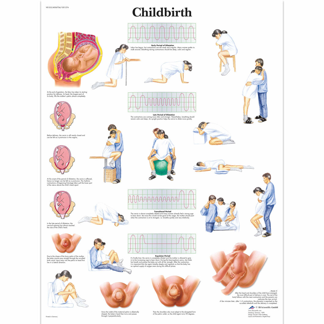 Poster ”Naşterea” 3B Scientific