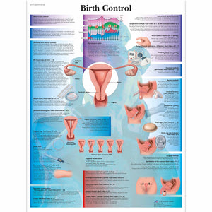 Poster ”Schema de control a naşterii” 3B Scientific