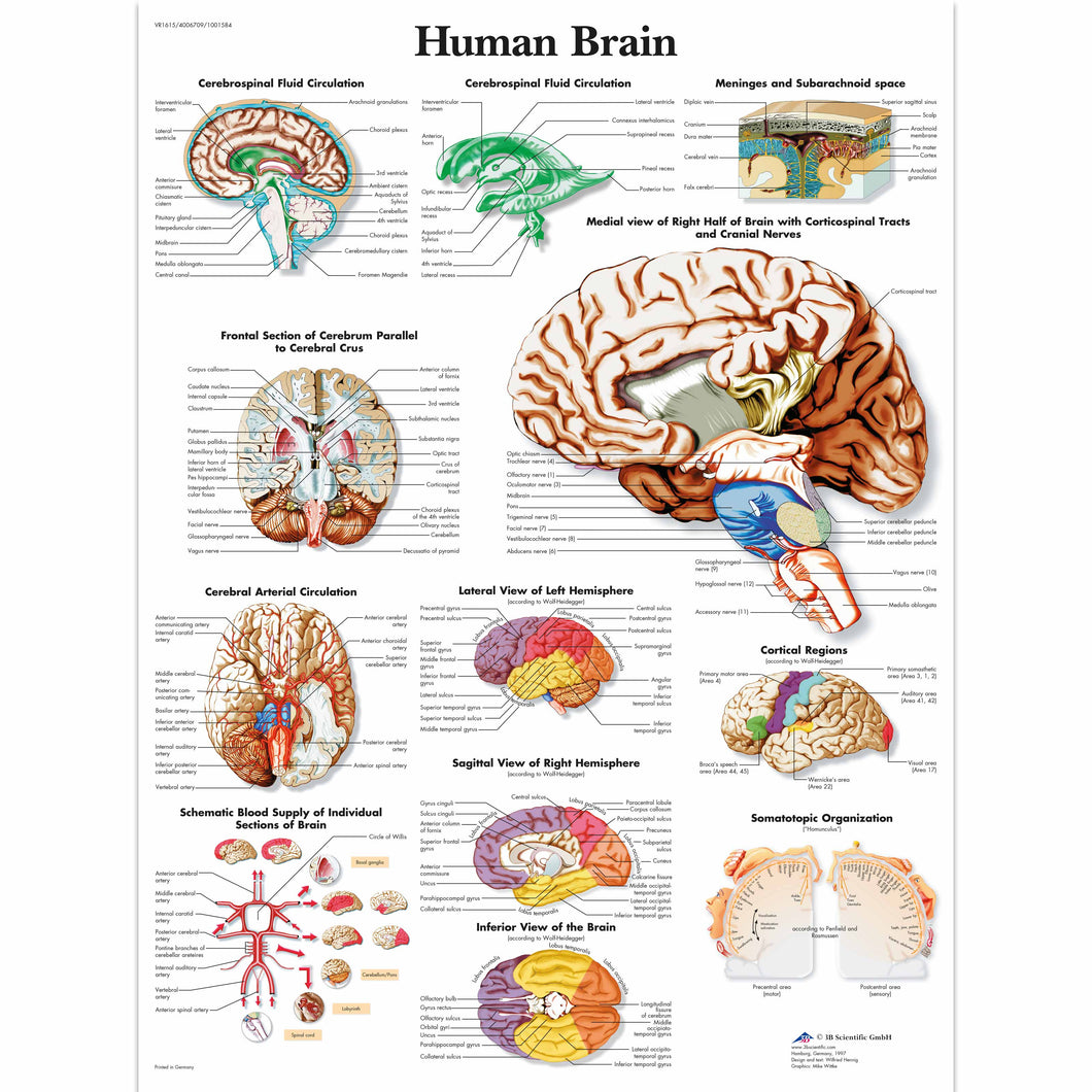 Poster ”Creierul uman” 3B Scientific