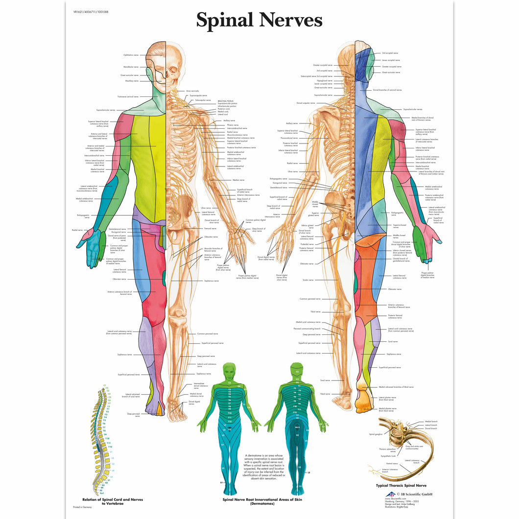 Poster ”Nervii spinali” 3B Scientific