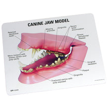 Load image into Gallery viewer, Model de maxilar canin