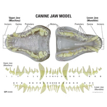 Load image into Gallery viewer, Model de maxilar canin – transparent