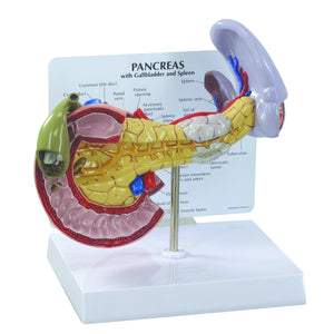 Model pancreas