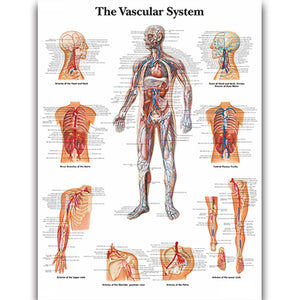 Poster "Sistemul vascular"