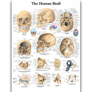 Poster "Craniul uman"