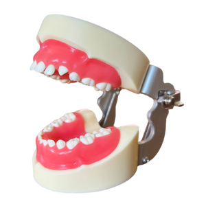 Rent-to-learn Model pedodonţie cu dinţi detaşabili cu şurub şi gingie fixă moale 7014
