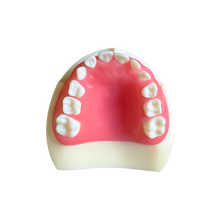 Load image into Gallery viewer, Rent-to-learn Model pedodonţie cu dinţi detaşabili cu şurub şi gingie fixă moale 7014