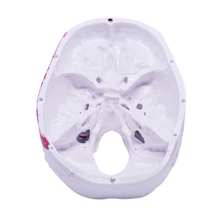 Load image into Gallery viewer, Model pedagogic craniu uman cu inserţii musculare