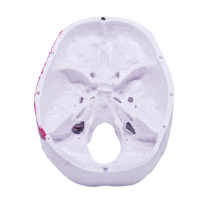 Model pedagogic craniu uman cu inserţii musculare